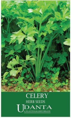 Udanta Celery Vegetable Seeds For Kitchen Garden Avg 30-40 Seeds Pkts Seed(1 per packet)