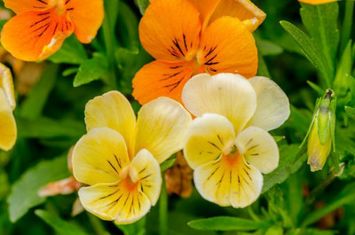 Pbevergreen Pansy Mixed Flower Seeds Seed(15 per packet)