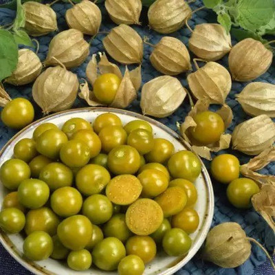 Chalisa Gooseberry, Amla Seed(67 per packet)