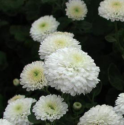 KANAYA Chrysanthamum Mix/Chamanti Seed(90 per packet)