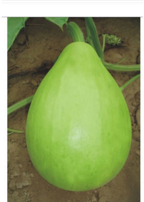 UGRA Round Bottle Gourd, Ghiya Seed(20 per packet)