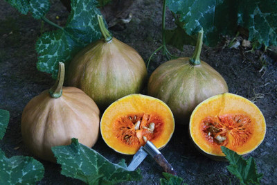 Biosnyg Organic Seminole Pumpkin (200 Seeds) Seed(200 per packet)