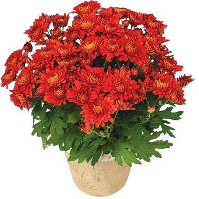 CYBEXIS Red Chrysanthemum Flower Seeds Seed(25 per packet)