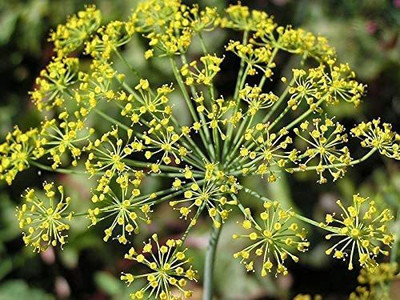 CYBEXIS ATS-33 - Dill Herb (Anethum graveolens) - (750 Seeds) Seed(750 per packet)