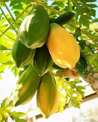 BDSresolve Taiwan papaya seeds pack of 47 Seed(47 per packet)