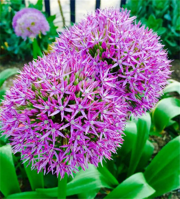 Biosnyg Disease-Resistant Giant Onion Flower Seeds For Gardening-(750 Seeds) Seed(750 per packet)