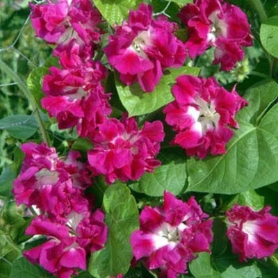 ACCELCROP Hybrid Morning Glory Mix Seed(70 per packet)