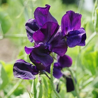 VibeX ® VXI-714 Sweet Pea Seeds - Royal Navy Blue Seed(50 per packet)