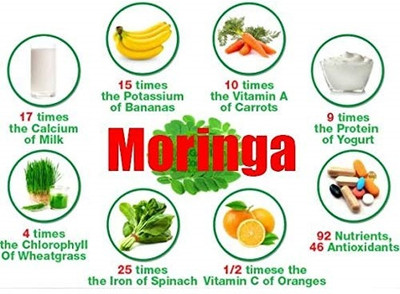 WILLVINE Organic Drumstick Seeds/Moringa-[50 Seeds] Seed(50 per packet)