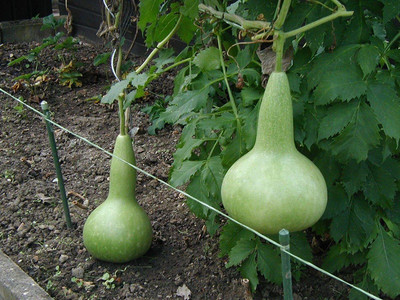 CYBEXIS NDIR-68 - Traditional Large Birdhouse or Bottle Gourd - (100 Seeds) Seed(100 per packet)
