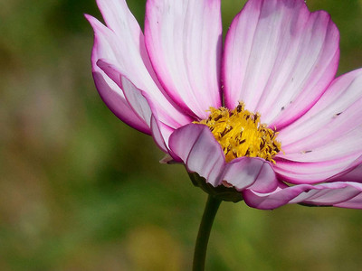 WILLVINE ™ Purple Cosmos Seeds-2000 SEEDS Seed(2000 per packet)
