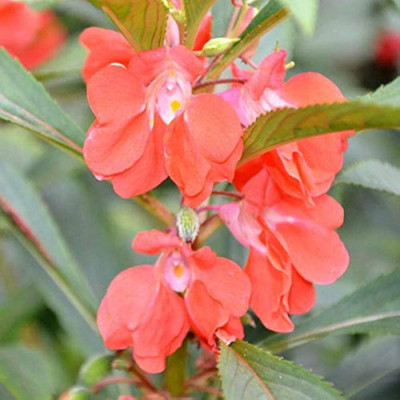 BJUBAS New balsam flower seeds/balsam flower seeds 24 Seed(24 per packet)