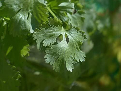 Qualtivate XLR-11 Coriander' Cilantro Seeds Seed(500 per packet)