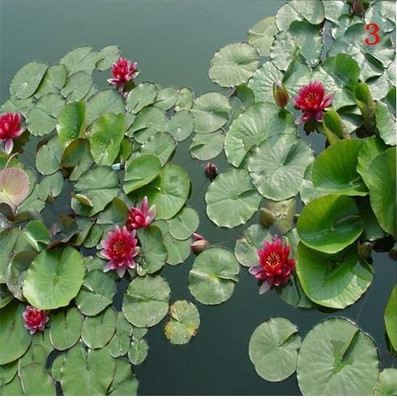 Qualtivate PUA-1A Water Lotus Flower Bowl Pond Seed(25 per packet)