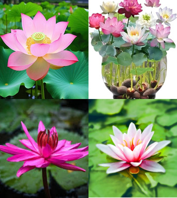 ibains Japanese lotus beej beez 13 Seed(13 per packet)