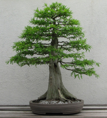 the green dotcom beautiful bonsai herb hybrid seeds 1-packet Seed(105 per packet)
