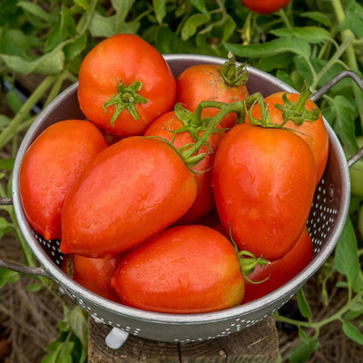 Quentova Gladiator Red Slicing Paste Tomato 10gm Seeds Seed(4000 per packet)