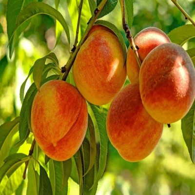 Lorvox Peach Fruit Seeds For Home Gardening Seed(9 per packet)