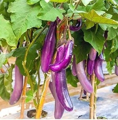 eShoptail Brinjal Purple Long Seeds , Vegetable Seeds, High Germination For Home & Garden Seed(5 g)