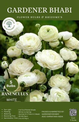 Gardener Bhabi Imported Ranunculus Flower Bulbs Double Petals Seed(5 per packet)