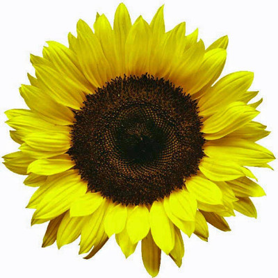 WILLVINE Colorful Blooms Sunflower Lemon Queen-[50 Seeds] Seed(50 per packet)