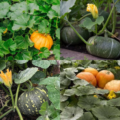 ibains Big pumpkin seeds for planting biij 16 Seed(16 per packet)