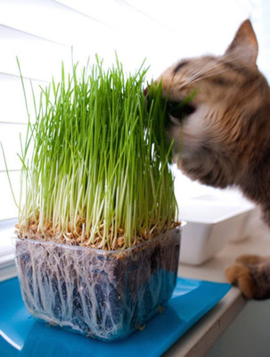 VibeX PUAS-26 - Cat Grass Mix - (4500 Seeds) Seed(4500 per packet)