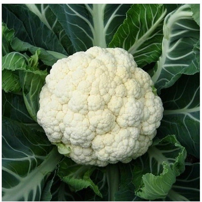 Quentova Cauliflower vegetable-8R-PAUS Seed(200 per packet)