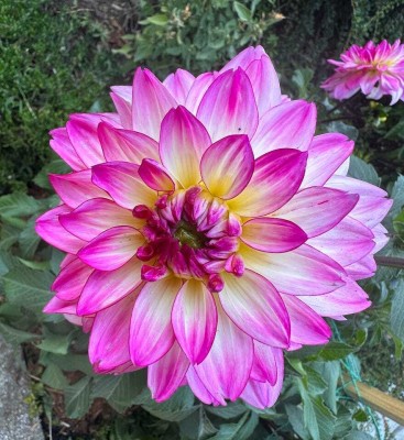 MSG Dahlia flower Seed(34 per packet)