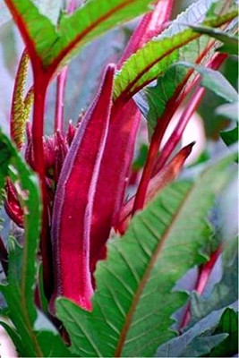 KANAYA Red Bhindi Seed(260 per packet)