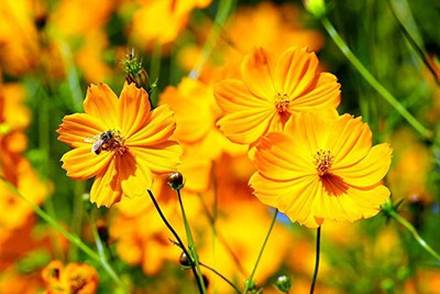 MAA A Cosmos Sensation182 Seed(11 per packet)
