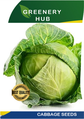 Greenery Hub Fresh Green Cabbage Seeds – Crisp & Nutritious Harvest Seed(1 per packet)