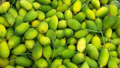 BDSresolve Spiny gourd seeds pack of 19 Seed(19 per packet)