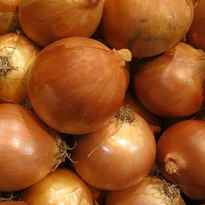 WATIKA Sweet Yellow Onion Seed(2000 per packet)