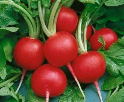 Qualtivate PUA-2A Champion Radish Heirloom Seed(300 per packet)