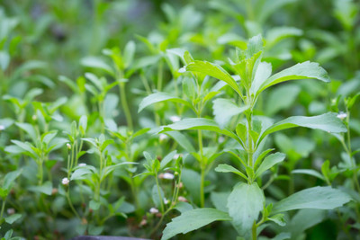 BJUBAS Stevia leaf seed Pack of 18 Seed(18 per packet)