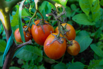 Patta gobi tomato Seed(150 per packet)