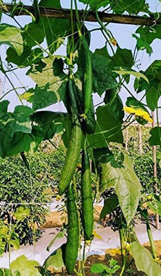 CYBEXIS GBPUT-61 - Sponge Gourd Dark Green - (300 Seeds) Seed(300 per packet)