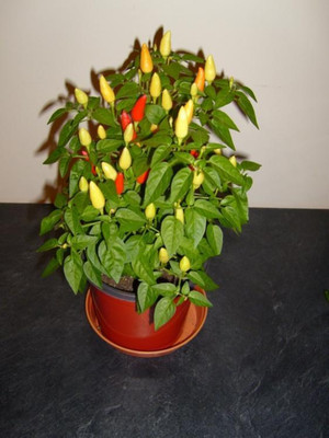 JAYANTAHALDER Bullet Chilli, Bullet Mirchi, Hybrid Chilli Seed(95 per packet)