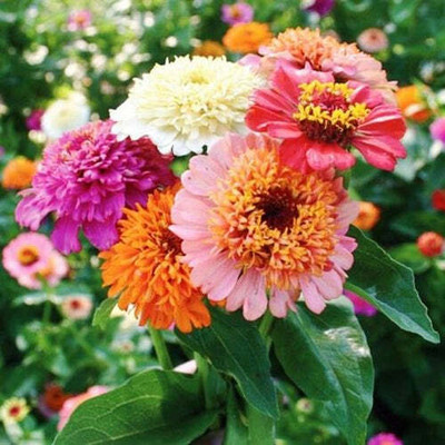 UGRA Zinnia 'Scabiosa Flowered Mix' Seed(5 per packet)