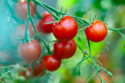surmul tomato Seed(145 per packet)