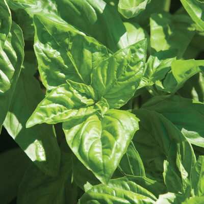 Quentova Italian Large Leaf Basil-VK Seed(200 per packet)