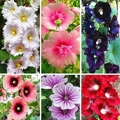 KANAYA Hollyhock Mix Flower Seed(42 per packet)