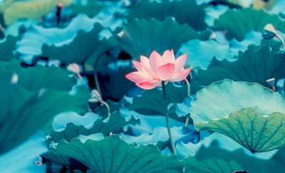 AZOLLA lotus,kamal gatta Seed(11 per packet)