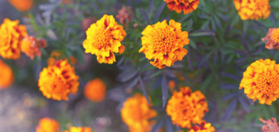 Oliver marigold/gende ka phool flower seeds Seed(50 per packet)