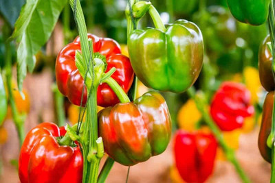 ibains Capcicum combo seeds Seed(138 per packet)