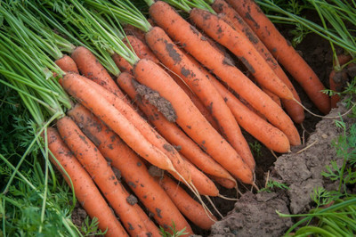 BISWAS Yellow Carrot/Gajar Vegetables Seed(705 per packet)