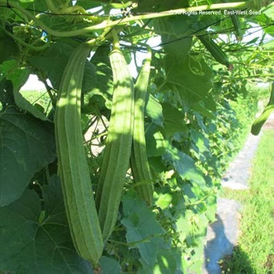 Pbevergreen Ridge gourd seeds hybrid f1 Pack of 9 Seed(9 per packet)