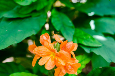 SEEDSSIDE kanakambaram-firecracker-crossandra Seed(39 per packet)