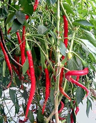 Lorvox Red Chilli Big / Moti Laal Mirch Seeds For Home & Kitchen Gardening Seed(125 per packet)